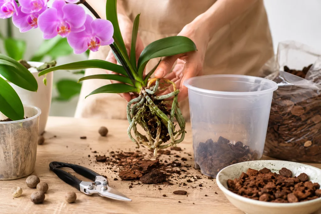 Kaip persodinti orchidėją: instrukcija žingsnis po žingsnio Falenopsio orchidėjos persodinimas į skaidrų vazoną su žievės substratu